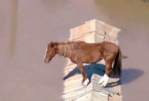 Brazīlijas plūdos kāds zirgs paglābies uz ēkas jumta
