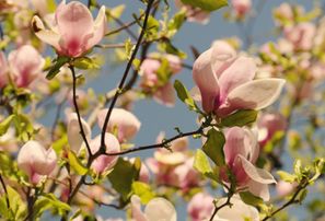 Latvijas Universitātes Botāniskajā dārzā krāšņi zied magnolijas