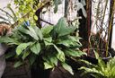 Botāniskais dārzs aicina uz košo Tropu tauriņu māju