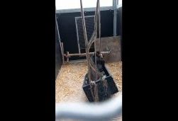 Bez mammas palikušais lācēns dodas uz savu jauno mājvietu Francijā