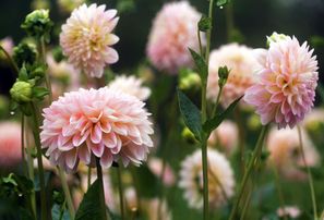 Botāniskajā dārzā koncerts – zied dālijas