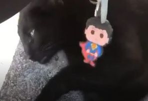 Kaķis palīdz izvilkt no cauruma atslēgas