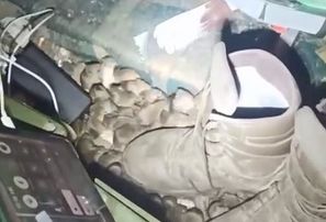 Ukrainas frontē ierakumus apsēdušas peles un žurkas